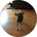 Van Alaiza profile picture